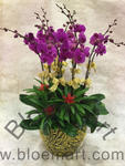 Orchid Phalaenopsis Gift Set - CODE 11974
